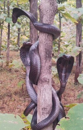 A cobra-real é a maior cobra venenosa do mundo e normalmente tem 4 m. Destaca-se das outras por ser especialista em comer outras cobras, que mata com um veneno poderoso, inoculado em grandes quantidades na vítimaNÃO VÁ EMBORA: Milhões de caranguejos canibais fazem caminhada anual até o mar