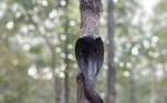 Segundo ele, as cobras ficaram na árvore por cerca de 15 minutos, emitindo o sopro estranho característico da espécie, tão forte que alguns comparam a um 