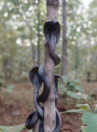 Segundo ele, as cobras ficaram na árvore por cerca de 15 minutos, emitindo o sopro estranho característico da espécie, tão forte que alguns comparam a um 