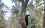 O encontro ocorreu quando Guide as soltou de volta na natureza. Ao se verem livres e de volta à vida selvagem, as três tiveram a mesma ideia: subir na mesma árvoreVEJA TAMBÉM: Urso penetra invade casamento, destrói decoração e é expulso