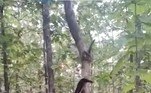 A imagem faz parte de um vídeo registrado por Guide Nilesh Wankhede, na Reserva de Tigres de Melghat, na Índia