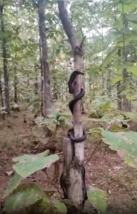 A imagem faz parte de um vídeo registrado por Guide Nilesh Wankhede, na Reserva de Tigres de Melghat, na Índia