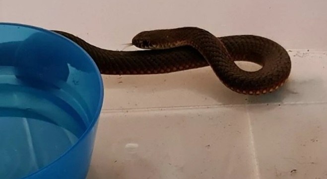 Cobra-cabeça-de-cobre foi encontrada embaixo de árvore de Natal
