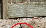 Segundo os caçadores de cobra, esses muros não são recomendados em casas por isso: eles atraem as cobras, que procuram alimento nessas fissuras e buracosNÃO PERCA: Atum raro de 200 kg é leiloado por mais de R$ 1 milhão no Japão