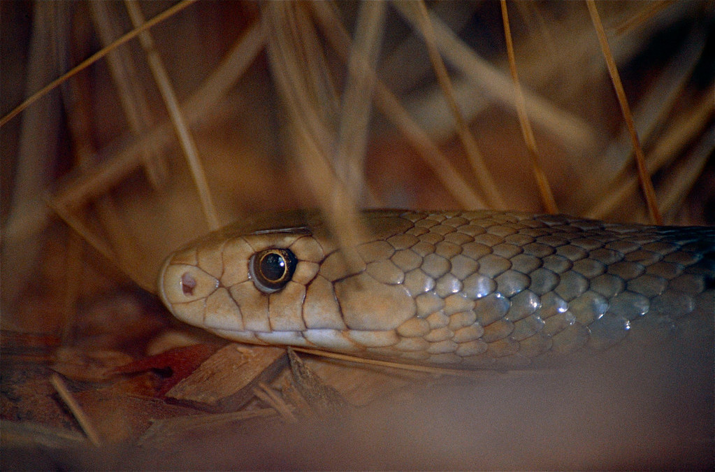 Vídeo que mostra impressionante contraste de cobra azul venenosa