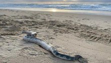 Chocante! Cobra extremamente venenosa é vista em praia e apavora banhistas