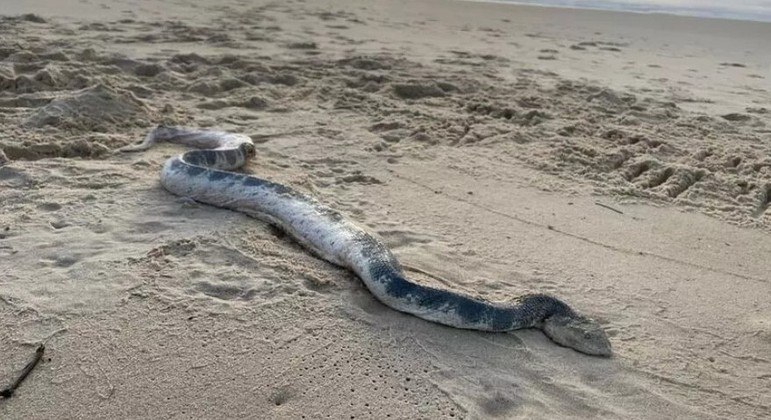Segundo tratadores, a cobra venenosa provavelmente estava doente ou sofrera um ataque