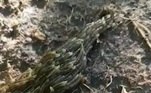 As larvas foram identificadas como de mosquitos de fungos, que medem cerca de 6 mm cada umaTambém na Tailândia, um homem retirou um verme de cerca de 10 metros de dentro do corpo. Veja a seguir!