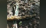 Um homem gravou mais uma demonstração chocante da natureza: uma 'cobra' formada inteiramente por larvas