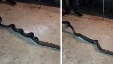 Canibalismo indigesto: cobra vomita outra cobra em vídeo perturbador