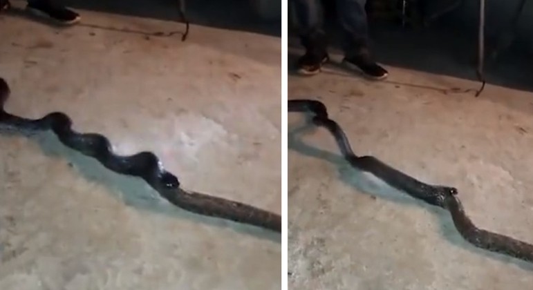 Uma cobra vomitou a outra após não dar conta da digestão