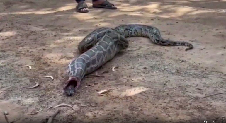 Qual o maior animal que uma cobra pode comer? Veja flagras