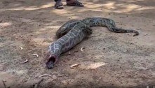 Vídeo assustador: cobra de 2,5 m devora e vomita gato de estimação