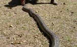Felizmente elas não são venenosas e foram soltas em uma floresta estadual próximaTambém dentro de casa, na Austrália, uma mulher descobriu 4 cobras em vaso sanitário que não dava descarga