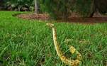 O nome é uma diferenciação da palavra inglesa para cobra (snake), e aparentemente serve para dar um ar de pet para esses animais