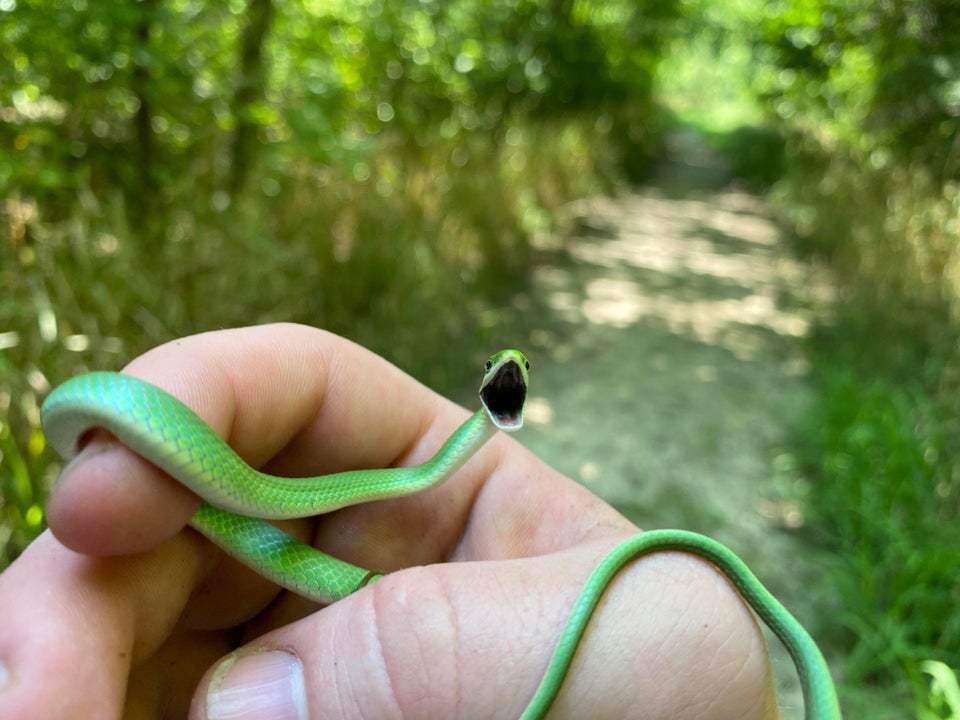 Cobras de massinha fofas com fundo verde