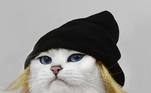 Coby The Cat

