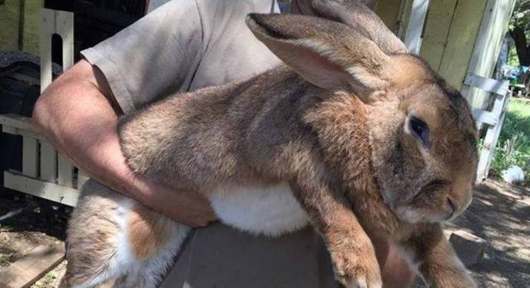 Os coelhos gigante de flanders chegam a pesar 10 quilos
