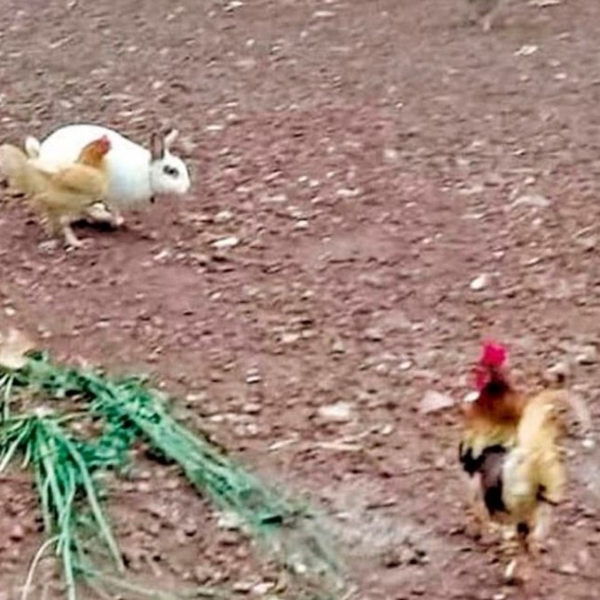 Tochinha, ao lado de Jurema, encara o galo Fubá, que ele matou tempos depois