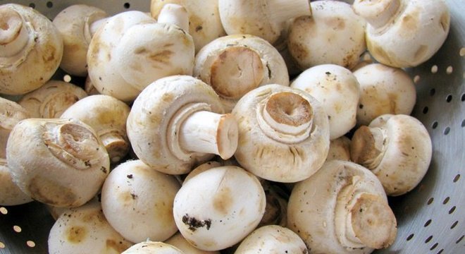 Nem todos os cogumelos podem ser consumidos, afirmam especialistas, Notícias
