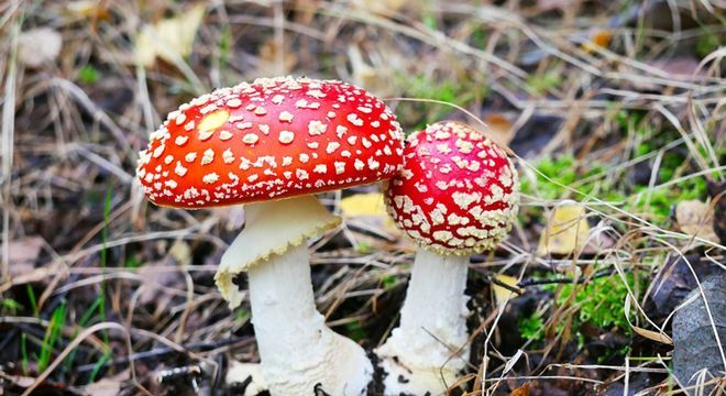 Cogumelos venenosos - como identificar e principais exemplares