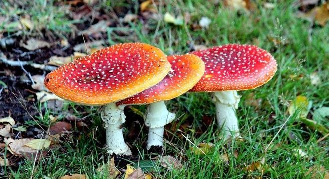 Cogumelos venenosos - como identificar e principais exemplares