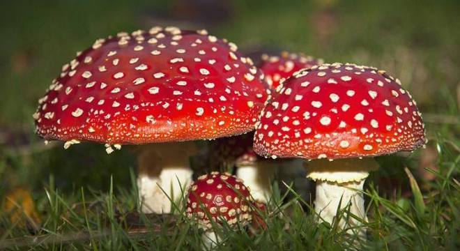 Cogumelos venenosos - como identificar e principais exemplares