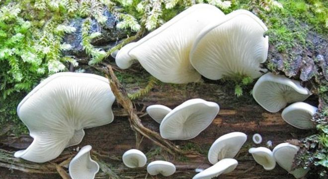Cogumelos venenosos - como identificar e principais exemplares
