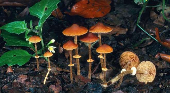 Cogumelos venenosos - como identificar e principais exemplares