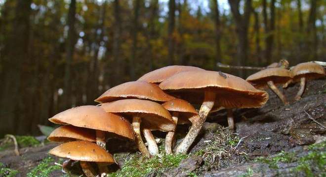 Cogumelos venenosos - como identificar e principais exemplares