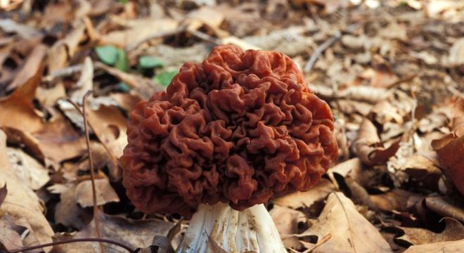 Cogumelos venenosos - como identificar e principais exemplares