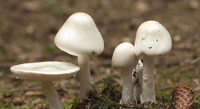 Cogumelos venenosos - como identificar e principais exemplares