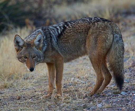 Coiote- Atinge  69 km/h. Este mamífero é da família dos cães e lobos, desenvolvendo essa habilidade para ampliar seu cardápio carnívoro, não dando muita chance às suas presas.