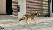 Homem oferece recompensas por coiotes após o gato dele ser comido