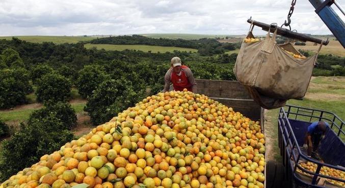 Trabalhadores carregam laranjas em fazenda em Limeira