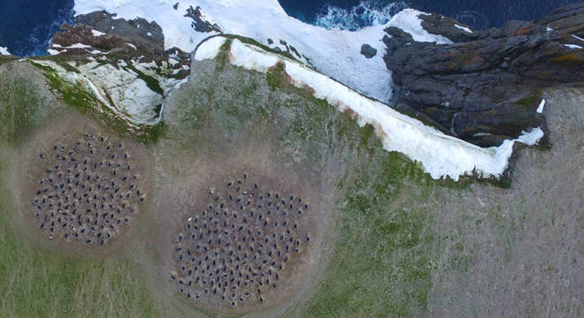  Imagens feitas por drones foram uma forma eficiente de contar os animais