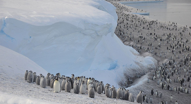 Os pinguins-imperadores precisam de uma plataforma de mar congelado estável para viver 