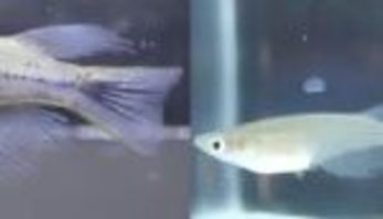 Conheça a espécie marítima que muda de cor quando está brava (Peixe Hulk? Conheça a espécie que muda de cor quando está brava)