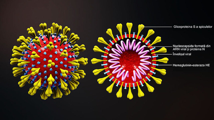  Com essa classificação, a ômicron ingressou no grupo de variantes do coronavírus que já impactaram o avanço da pandemia: alfa, beta, gama e delta.