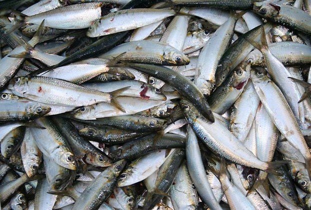 Com muitos benefícios, a sardinha é rica em cálcio, selênio, ferro, vitamina B12 e ômega 3.