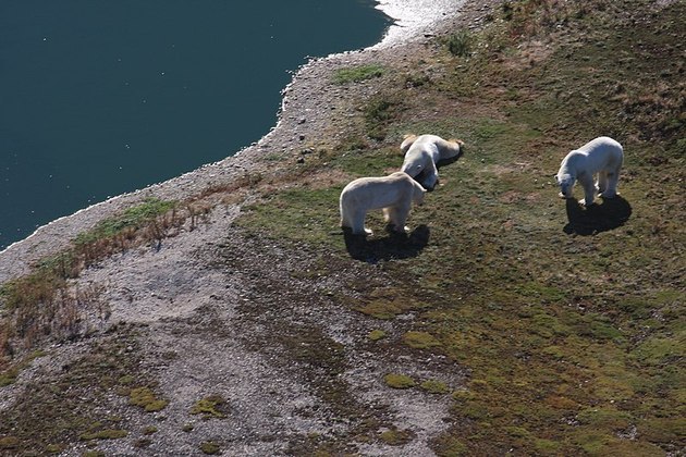 Com o derretimento do gelo no Ártico no verão, os ursos polares migram à espera do novo congelamento.