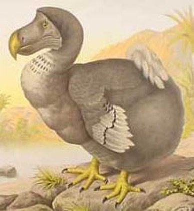 Com quase um metro de altura e peso em média de 23 quilos, os dodôs viviam tranquilamente na Ilha Maurício até os colonos europeus chegarem no século XVII.
