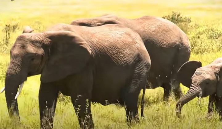 Com um tamanho e proporções gigantesca, os elefantes podem matar seres humanos com uma grande facilidade. É muito difícil conseguir escapar quando uma manada de elefantes está vindo pra cima de você. 