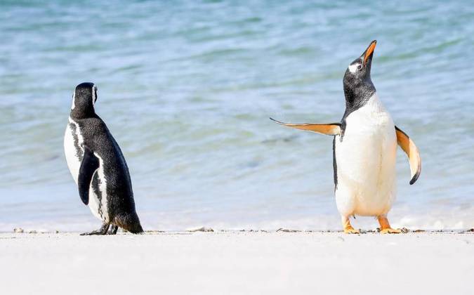 A dupla de pinguins não estava em um clima muito amistoso durante esse clique. Quanto deboche!CONFIRA TAMBÉM: Caçador que se orgulhava de matar animais selvagens é morto a tiros