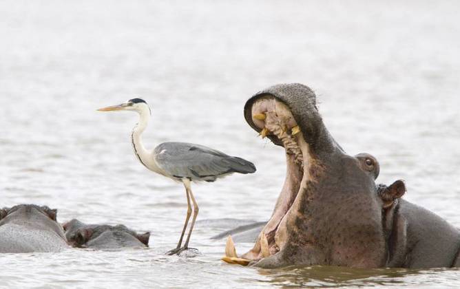 Quem levou a categoria Criaturas Fotográficas no Ar foi essa boca gigante do hipopótamo que parece estar quase devorando a ave, mas tudo se trata de ponto de vista. O gigante está apenas dando um bocejo lado a lado com uma garça, que se apoia em cima de outros hipopótamos