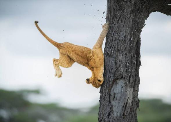 O Comedy Wildlife Photography Award (Prêmio de Fotografia de Comédia da Vida Selvagem, em tradução livre) é uma competição de fotos mais engraçadas flagradas na natureza. Os vencedores da edição de 2022 foram escolhidos e divulgados no dia 8. O grande vencedor geral foi o filhote de leão que fez uma manobra desastrada no tronco de uma árvore, que foi registrado na hora certa pela fotógrafa americana Jennifer Hadley