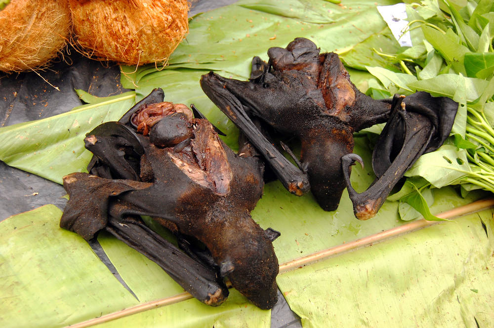 Os agora tão comentados morcegos são devorados na China, onde várias pessoas acreditam que ela aumenta a potência sexual masculina. Podem ser feitos em forma de sopa ou à caçarola (um guisado com vegetais e batata)
