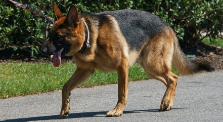 Commander é o cachorro da família Biden que atacou pelo menos 11 pessoas na Casa Branca