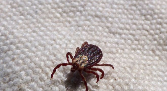 Como acabar com carrapatos - dicas de prevenção e tratamento