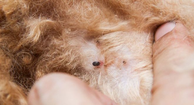 Como acabar com carrapatos - dicas de prevenção e tratamento